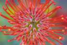 USA, Washington State, Seabeck. Close-up of nodding pincushion flower. Art Print